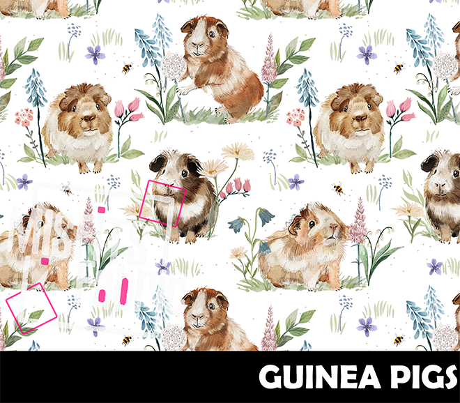 Pre-Order - Guinea Pigs